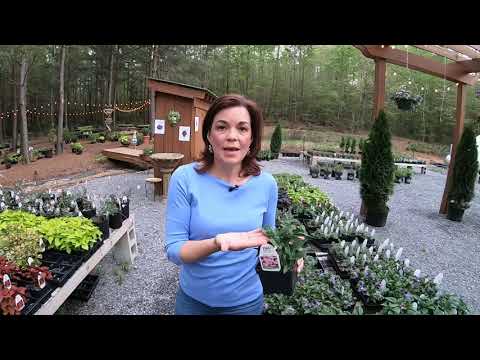 Spring Plant Tour & Gardening Tips