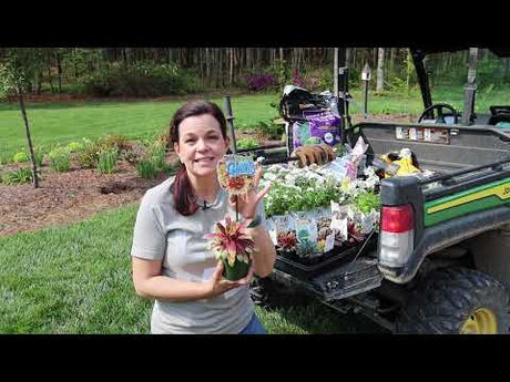 Adding Unique Perennial Succulents & a New Annual to the Garden