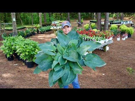 Look at this Massive Hosta! - Mid May Nursery Tour