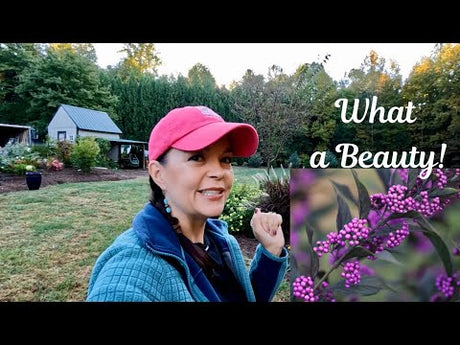 What a BEAUTY! Planting Pearl Glam in My Backyard
