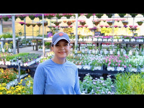 So Many Gorgeous Colors Ready for Your Garden