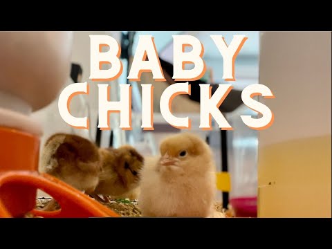 Our New Baby Chicks Arrived