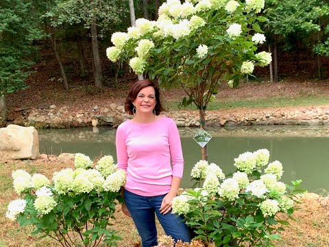 My Favorite Hydrangea // Gardening With Creekside