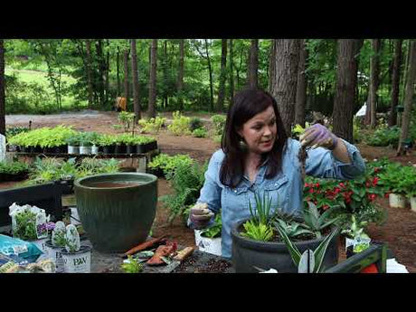 Create These Cool Mixed Containers For Your Garden