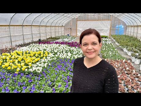 Growing Violas Update