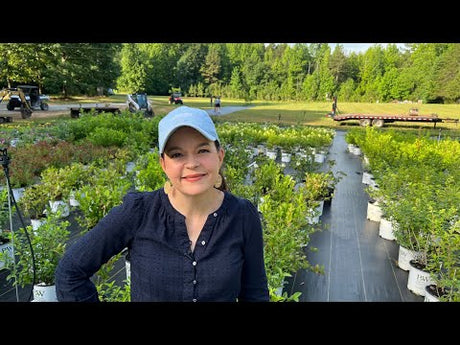 Behind The Scenes Of Nursery Production