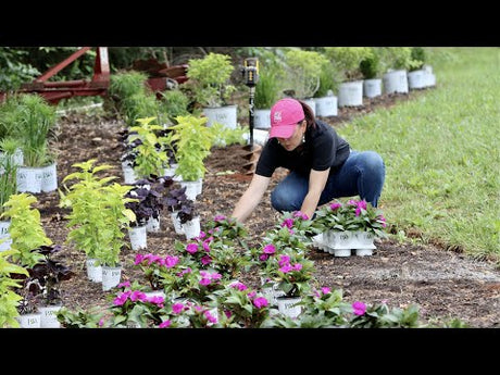 Planting Our Entryway Flower Beds
