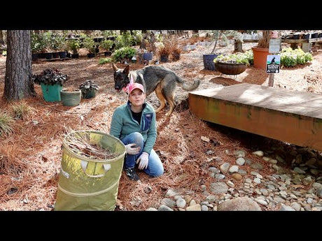 Shade Garden Tour & Pruning: Tips for Success