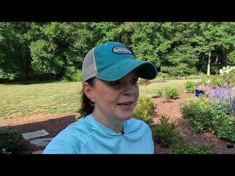 Trying to Beat the Heat (I Failed)