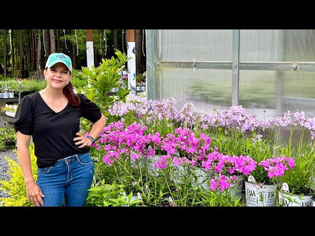 Must Have Perennials