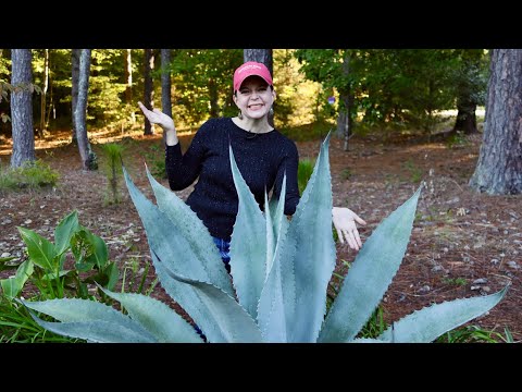 Fall Garden Tour of Mimi's Garden
