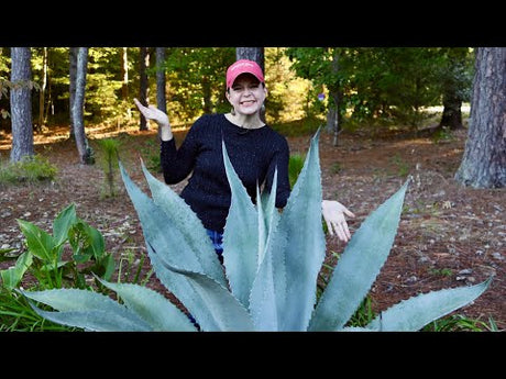 Fall Garden Tour of Mimi's Garden