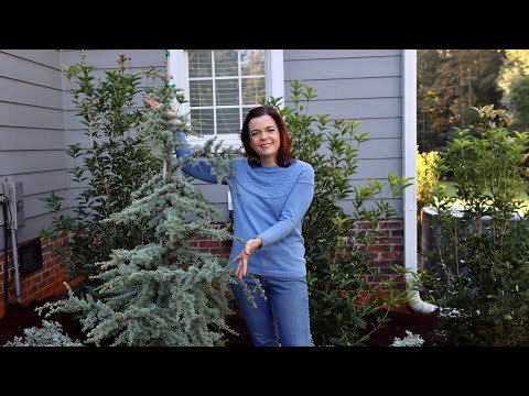 Planting A Blue Atlas Cedar Tree