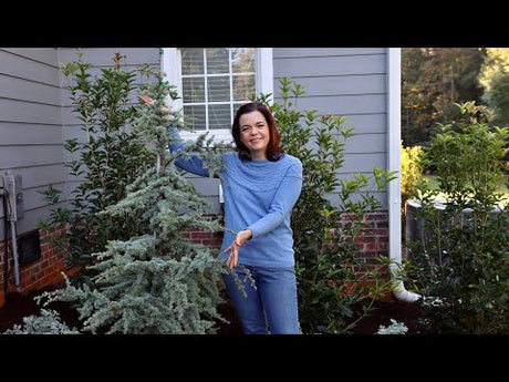 Planting A Blue Atlas Cedar Tree