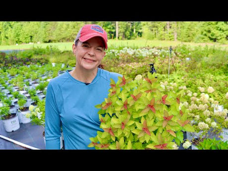 7 Shrubs to Plant For Fall Interest