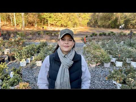 November Nursery Specials & A Fun Surprise
