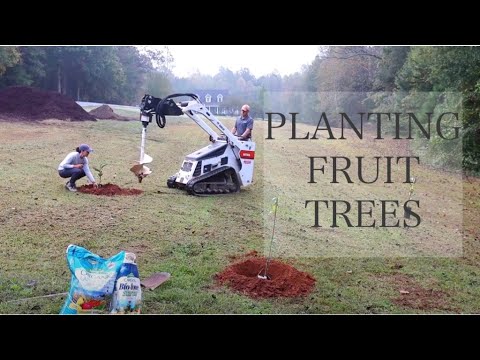 Planting Fruit Trees