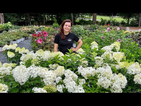 High-Performing Shrubs for the Summer Garden | Garden with Creekside