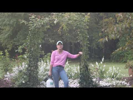 Treating David Austin Roses for Black Spot & Spider Mites