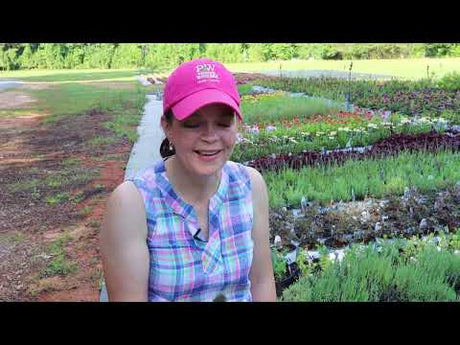 Fantastic Perennials for Your Garden