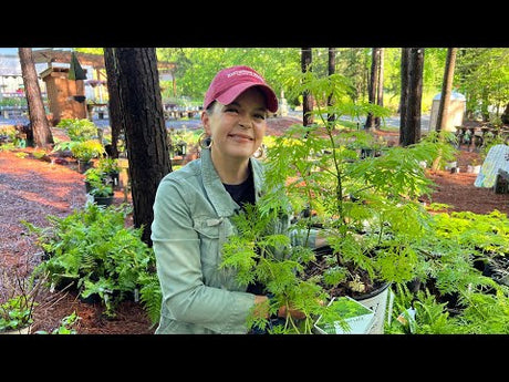 Gorgeous New Plants at the Nursery