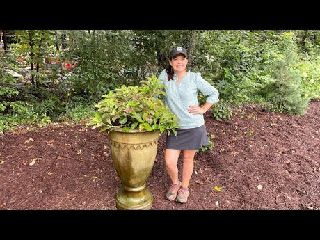 Planting a Hydrangea in a Unique Stone Urn