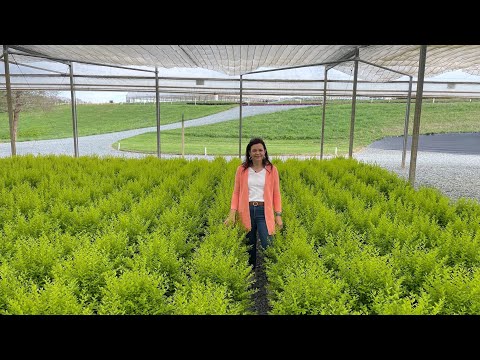 Field Trip to One of the Prettiest Nurseries, Panoramic Farm