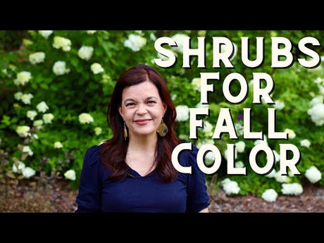 Shrubs to Plant Now For A Fantastic Fall Display