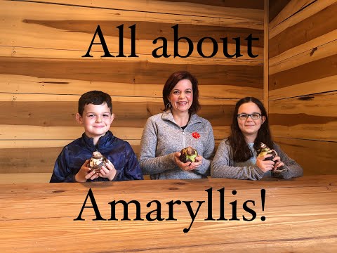 Make a Holiday Splash with Amaryllis!