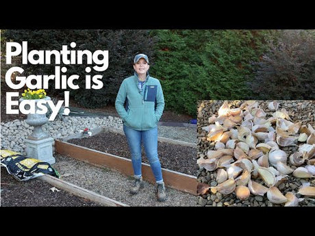 How To Plant & Grow Garlic