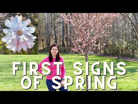 First Signs of Spring with Magnolia & Cherry Trees