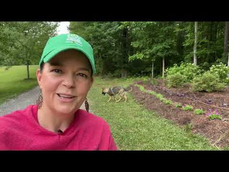 Plants You Need In a Summertime Garden