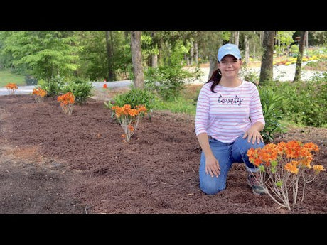 Flower Bed - Tips, Ideas, and a Video