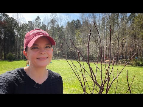 Planting My First Japanese  Maple
