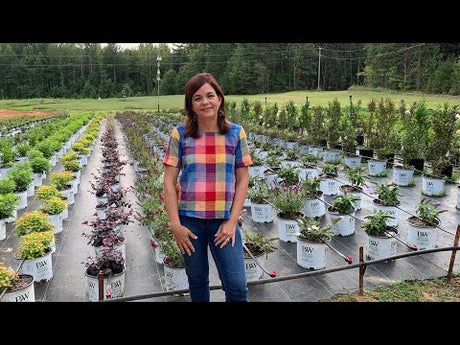 Nursery Tour & Baby Shrub Update