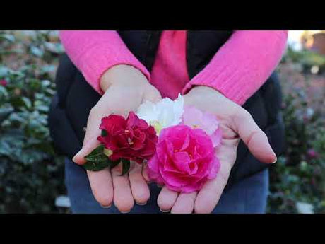 Non-Stop Flowers for Winter ~ Camellia 101