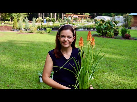 Perennial Picks for Your Sun or Shade Garden