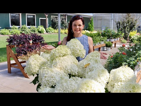 A Sneak Peek of New Shrubs from Proven Winners
