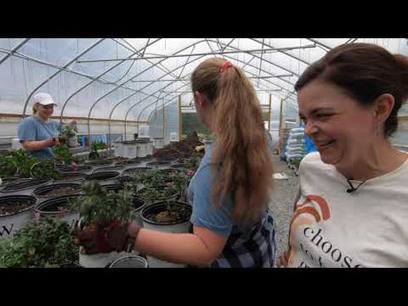 An October Day at the Nursery