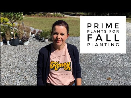 Prime Plants for Fall Planting