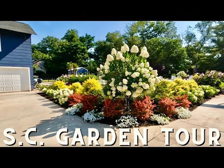 Garden Tour of SC Viewer's Color-Filled Garden