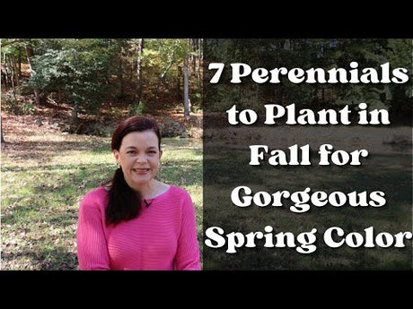 7 Perennials to Plant in Fall for Gorgeous Spring Color