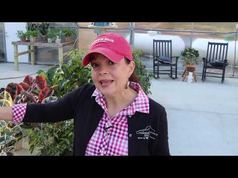 Peonies & Flowering Annuals | Nursery Tour