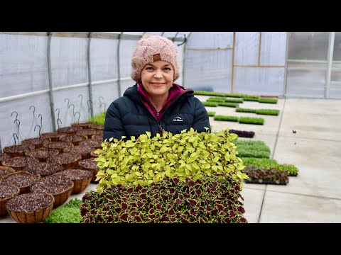 Big Delivery of Proven Winners Annuals