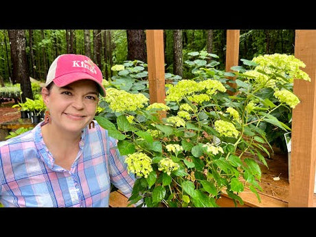Nursery Tour For Shade Gardens & Summer Annuals