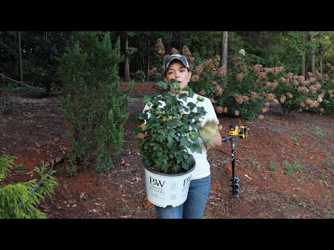 Planting Shrubs in Clay Soil & Training Climbing Roses