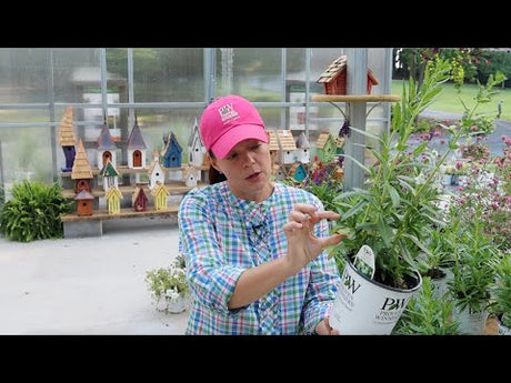 Easy Ways to Refresh Tired Plantings