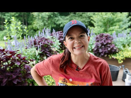 Tips for Making Your Containers Last Longer This Summer