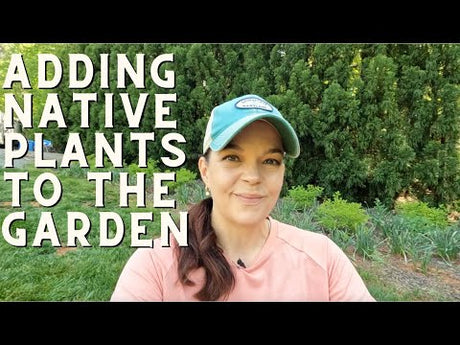Planting Natives for Summer Color & Pollinators