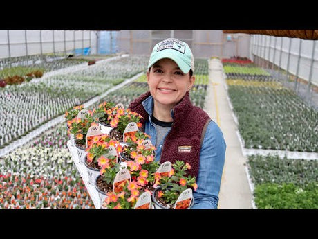 Nursery Update on Proven Winners Annuals
